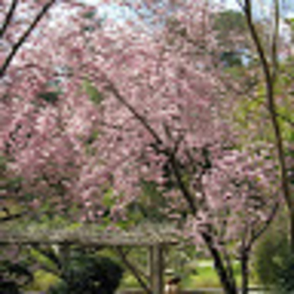 Meet your Posher, Nimmy - Picture 1 of 1